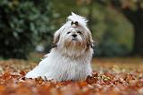 SHIH TZU 187